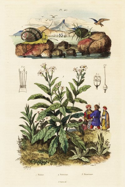 Escargots de mer et plante de tabac, 1834-1839 (gravure) - Adolph (after) Fries