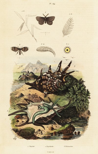 Conque araignée et mouches de drainage - Adolph (after) Fries