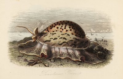 Porcelaine tigre, Cypraea tigris - Adolph (after) Fries