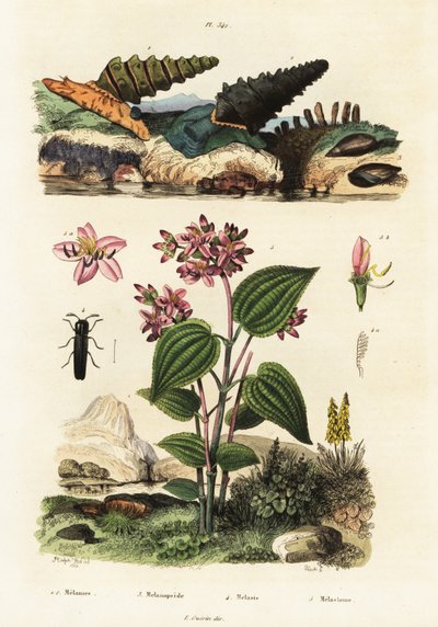 Escargots trompette, coléoptères soldats et Clidemia, 1834-1839 (gravure) - Adolph (after) Fries