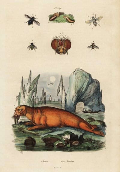 Morse et mouches (gravure) - Adolph (after) Fries