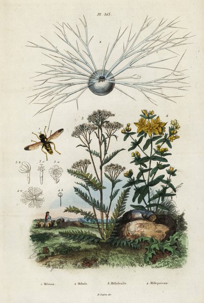 Achillée millefeuille, millepertuis, foraminifères et syrphe, 1834-1839 (gravure) - Adolph (after) Fries