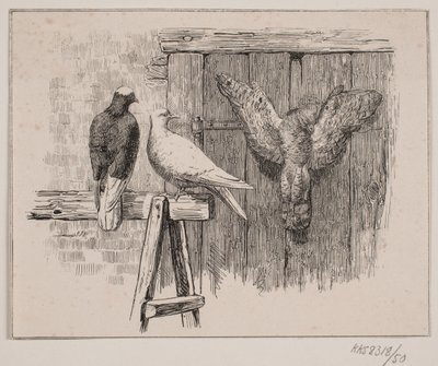 Les pigeons - Johan Adolph Kittendorff