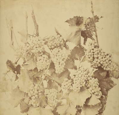 [Raisins] - Adolphe Braun