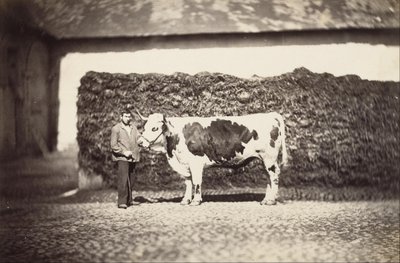 [Prix Bull] - Adolphe Braun