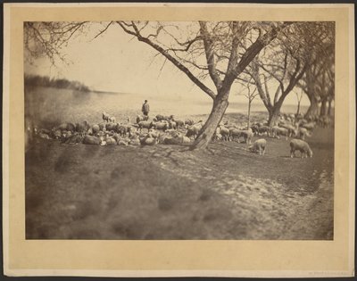 [Le berger et son troupeau de moutons] - Adolphe Braun