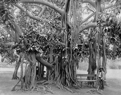 Arbre banyan, Kingston Park, Jamaïque, vers 1905 - Adolphe Duperly and Son