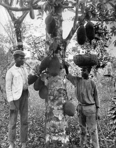 Jacquier, Jamaïque, vers 1905 - Adolphe Duperly and Son