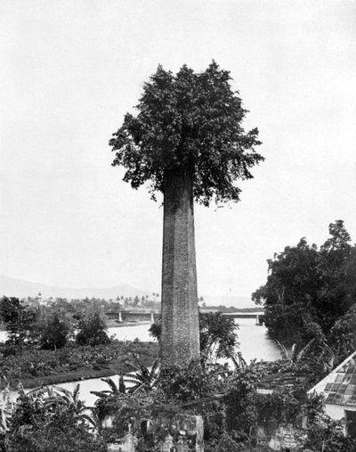 Arbre poussant sur une vieille cheminée de plantation de sucre, Jamaïque, vers 1905 - Adolphe Duperly and Son