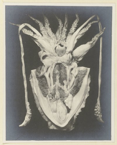 Anatomie de la seiche - Adolphe Louis Donnadieu