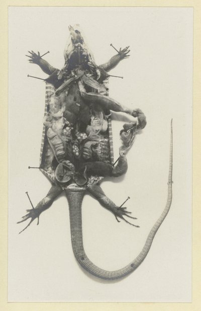 Lézard vert ouvert avec les organes visibles - Adolphe Louis Donnadieu