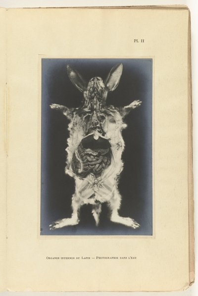Lapin ouvert avec organes visibles - Adolphe Louis Donnadieu