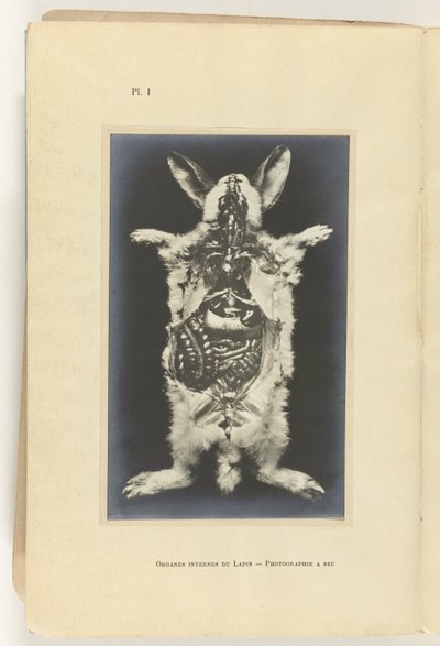Lapin ouvert avec les organes visibles - Adolphe Louis Donnadieu