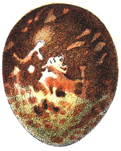 Œuf de bondrée apivore (Pernis apivorus), 1923 - Adolphe Philippe Millot