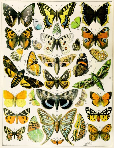 Illustration de papillons et de mites vers 1923 (lithographie) - Adolphe Philippe Millot