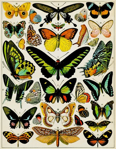 Illustration de papillons et de mites vers 1923 - Adolphe Philippe Millot
