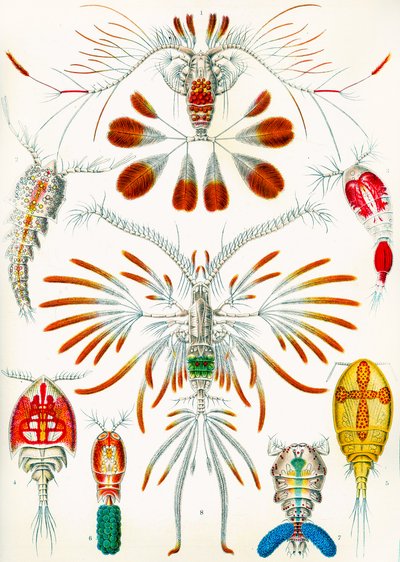 Illustration de copépodes vers 1909 - Adolphe Philippe Millot