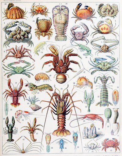 Illustration de crustacés vers 1923 - Adolphe Philippe Millot
