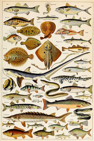 Illustration de poissons comestibles vers 1923 - Adolphe Philippe Millot