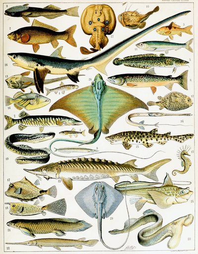 Illustration de poisson c.1923 - Adolphe Philippe Millot
