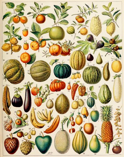 Illustration de fruits vers 1923 - Adolphe Philippe Millot