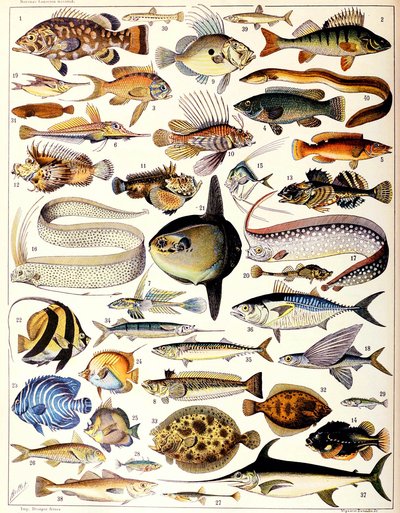 Illustration de poissons marins vers 1923 - Adolphe Philippe Millot