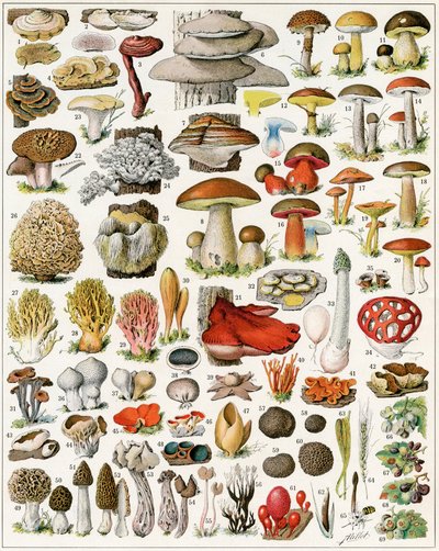 Illustration de champignons vers 1923 - Adolphe Philippe Millot