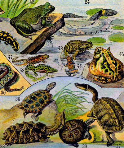 Illustration de reptiles et d