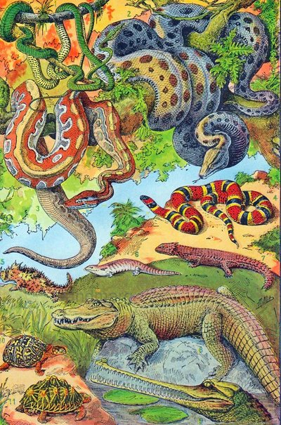 Illustration de reptiles vers 1923 - Adolphe Philippe Millot
