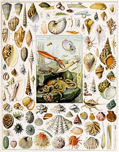 Illustration de coquillages vers 1923 - Adolphe Philippe Millot