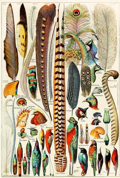 Illustration de plumes et d