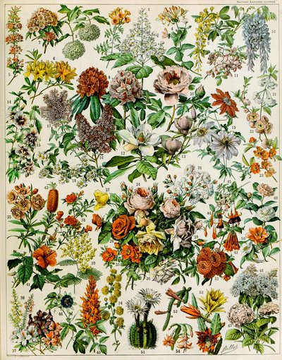 Illustration de plantes à fleurs vers 1923 - Adolphe Philippe Millot
