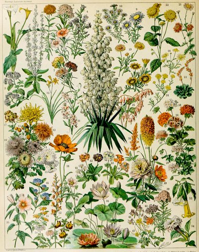 Illustration de plantes à fleurs vers 1923 - Adolphe Philippe Millot