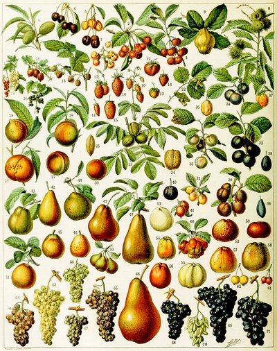 Illustration de fruits vers 1923 - Adolphe Philippe Millot