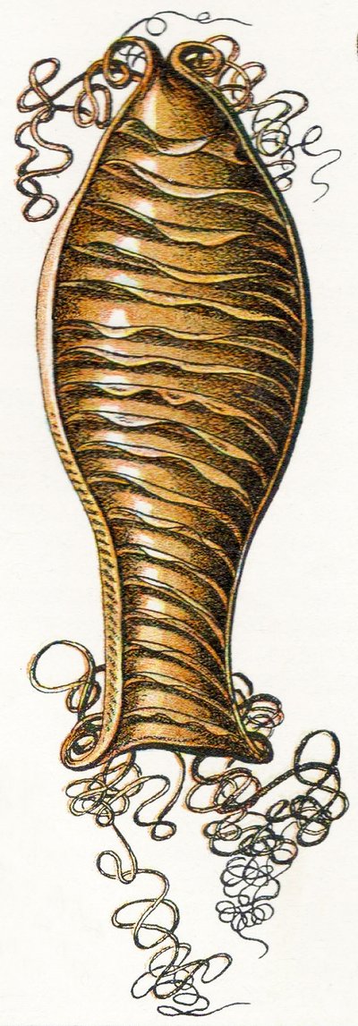 Étui d