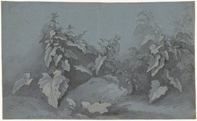 Étude de plantes - Adriaan Boudewyns