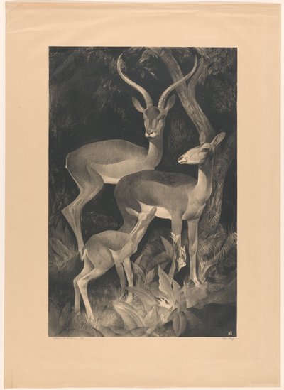Bouc africain - Adriaan J. van 