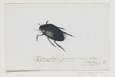 Coléoptère noir (Hydrophilus picens) - Adriaan van der Willigen