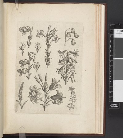 Illustration de plantes, 