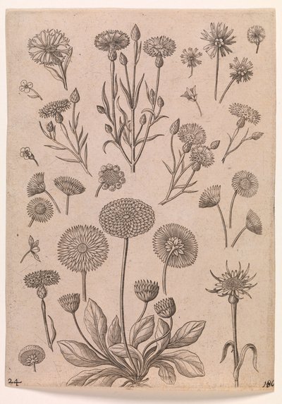 Bleuets - Adriaen Collaert
