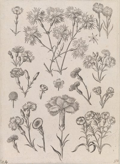 Jonquilles - Adriaen Collaert