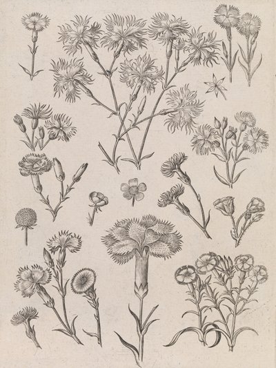  - Adriaen Collaert