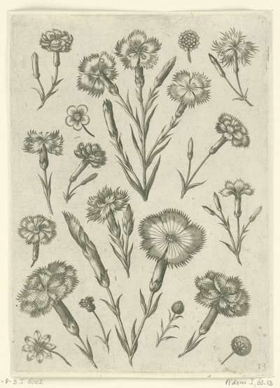 Divers œillets - Adriaen Collaert