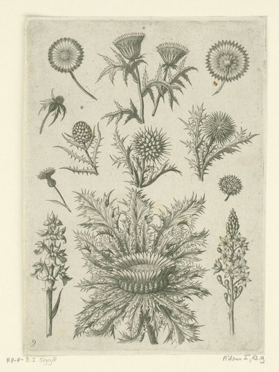 Divers chardons - Adriaen Collaert