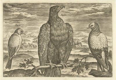 Trois oiseaux dans un paysage (Avivm Vivae, Vogels) - Adriaen Collaert