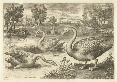 Trois cygnes dans un étang (Oiseaux) (Avivm vivae) - Adriaen Collaert