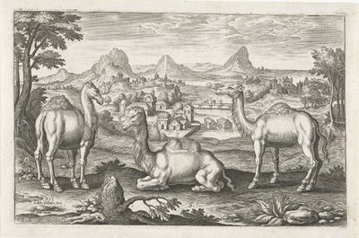 Dromadaires et un chameau - Adriaen Collaert