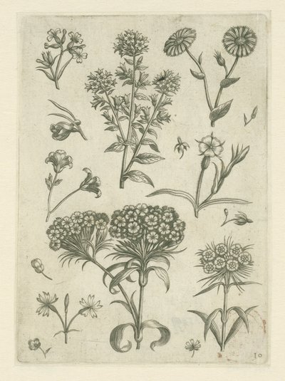Millepertuis et autres fleurs - Adriaen Collaert