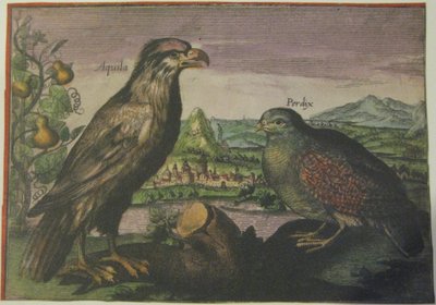 Aigle et perdrix, Iconotheca Valvasoriana - Adriaen Collaert