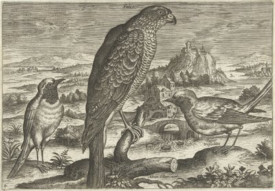 Quelques oiseaux dans un paysage - Adriaen Collaert